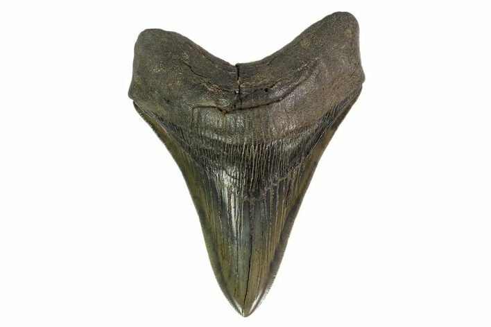 Serrated, Fossil Megalodon Tooth - Georgia #135912